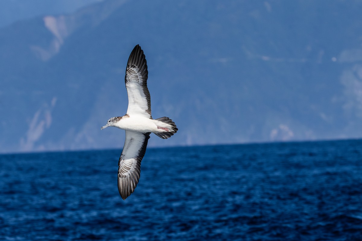 Streaked Shearwater - ML636227561