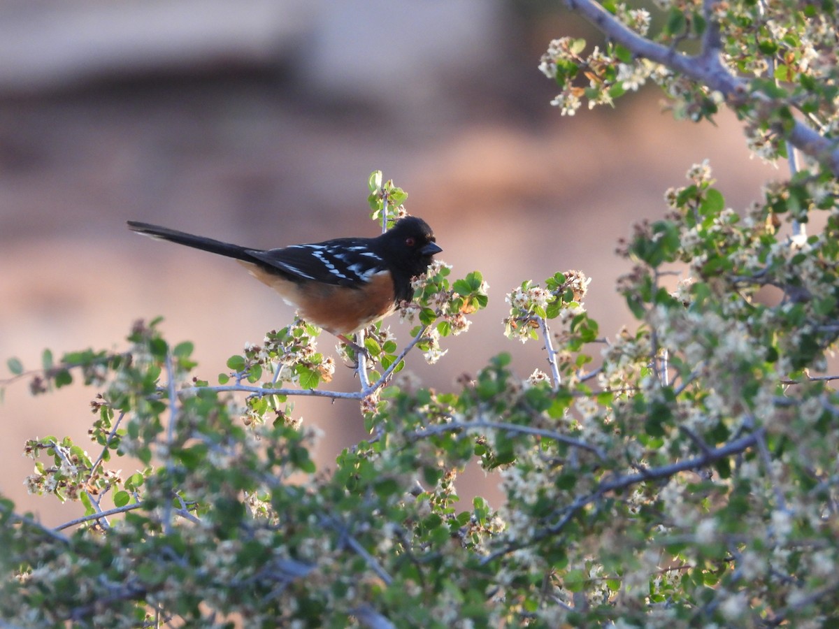 Spotted Towhee - ML636227621