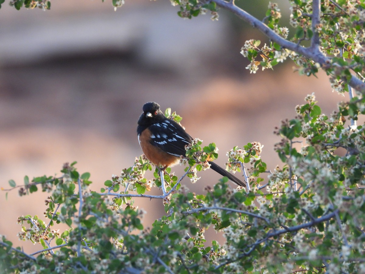 Spotted Towhee - ML636227637