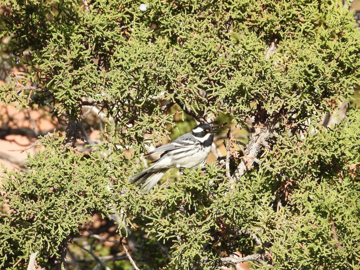 Black-throated Gray Warbler - ML636227660