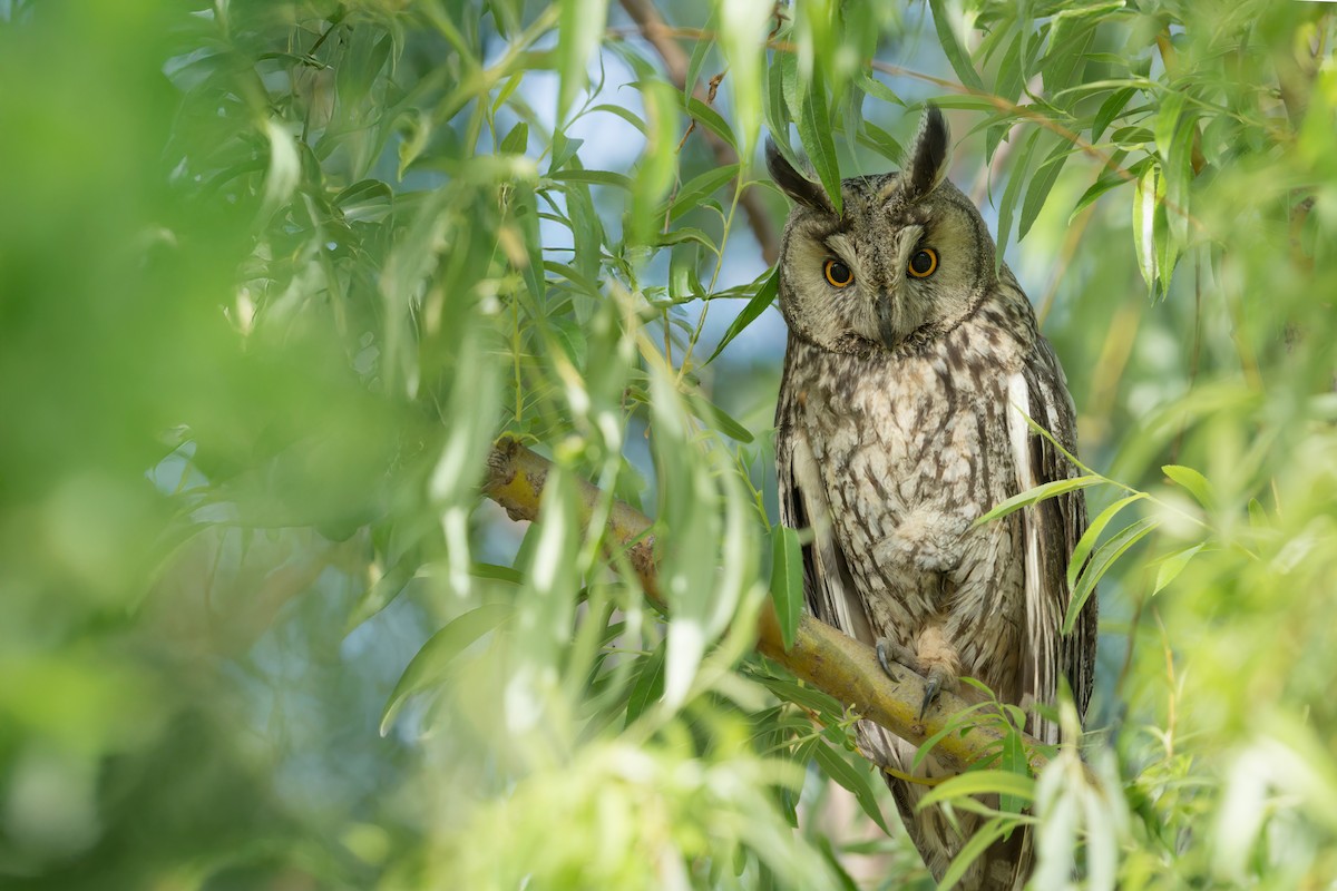 Long-eared Owl - ML636227666