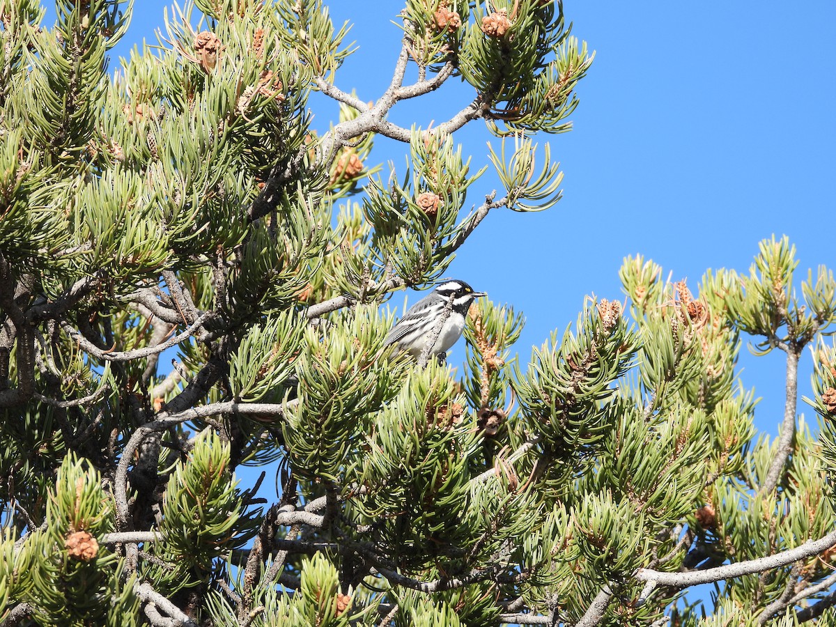 Black-throated Gray Warbler - ML636227673