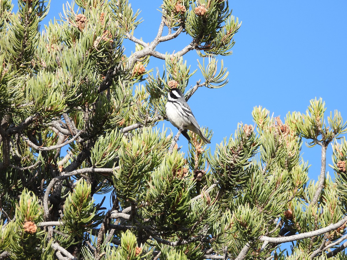 Black-throated Gray Warbler - ML636227674
