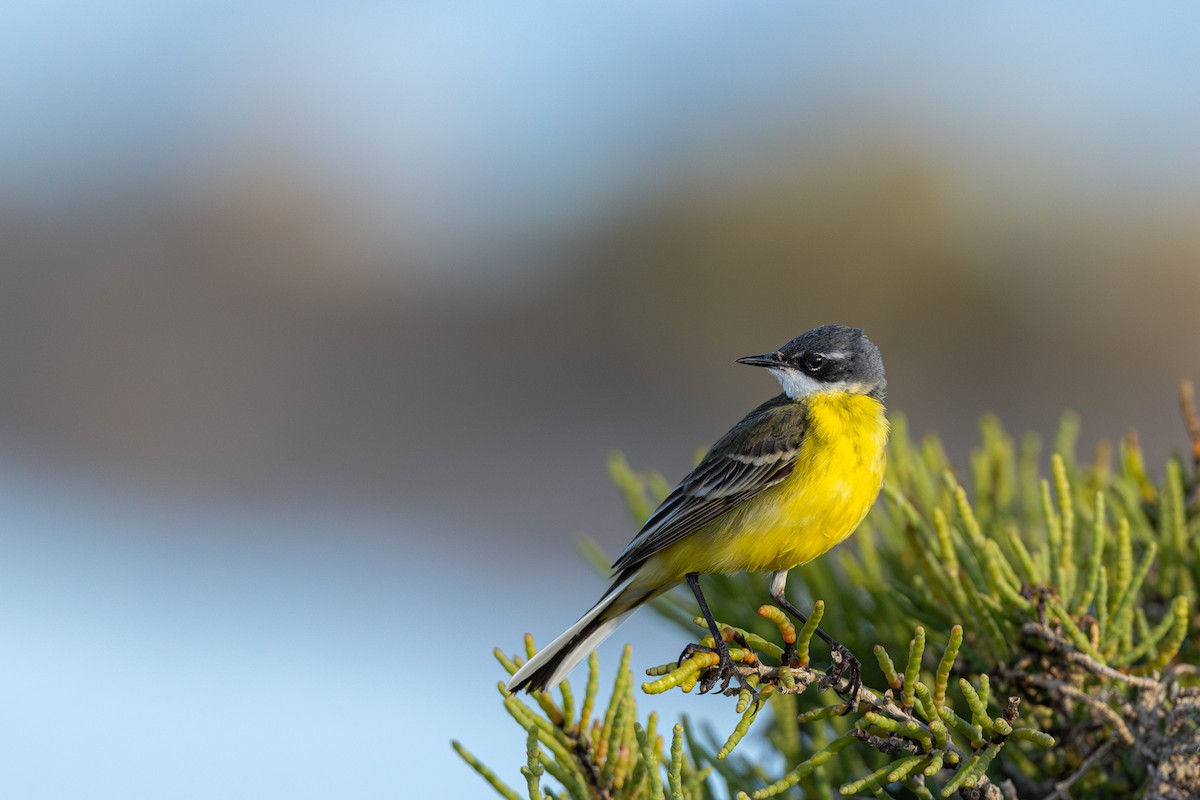 Bergeronnette printanière (iberiae/cinereocapilla/pygmaea) - ML636227719