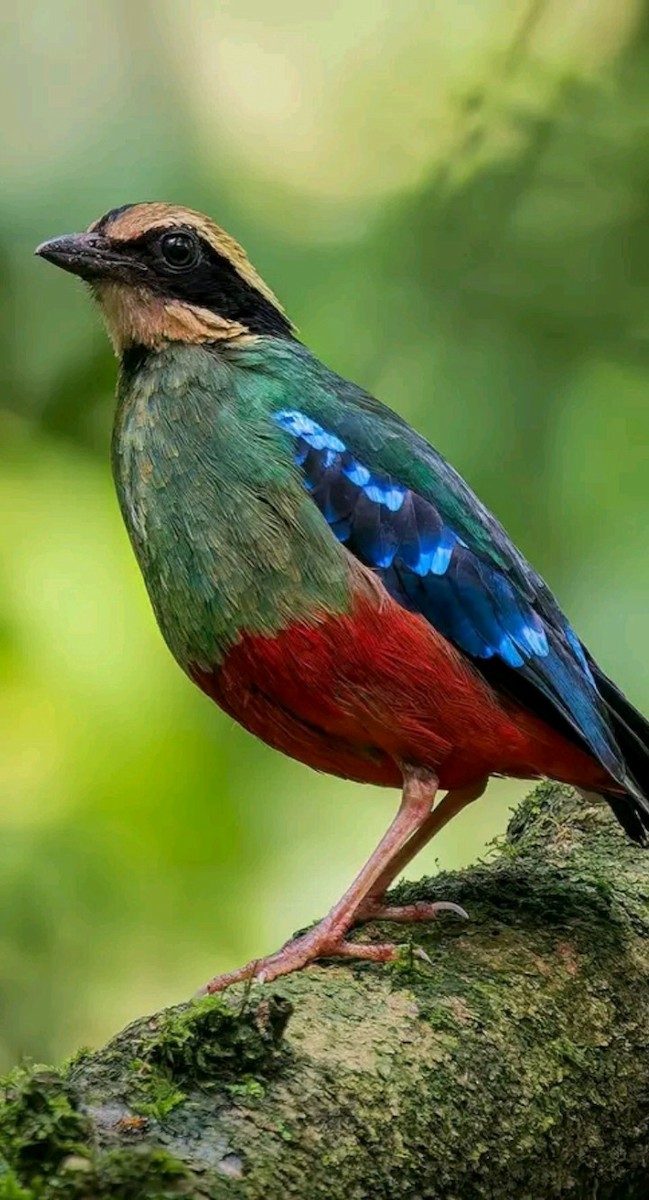 pita konžská - ML636227743