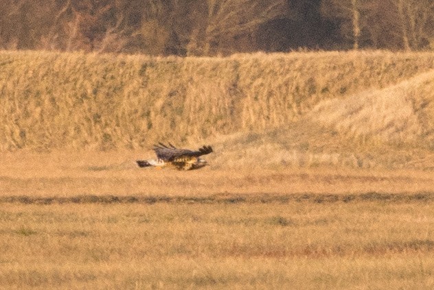 Тарлан сар - ML636227757