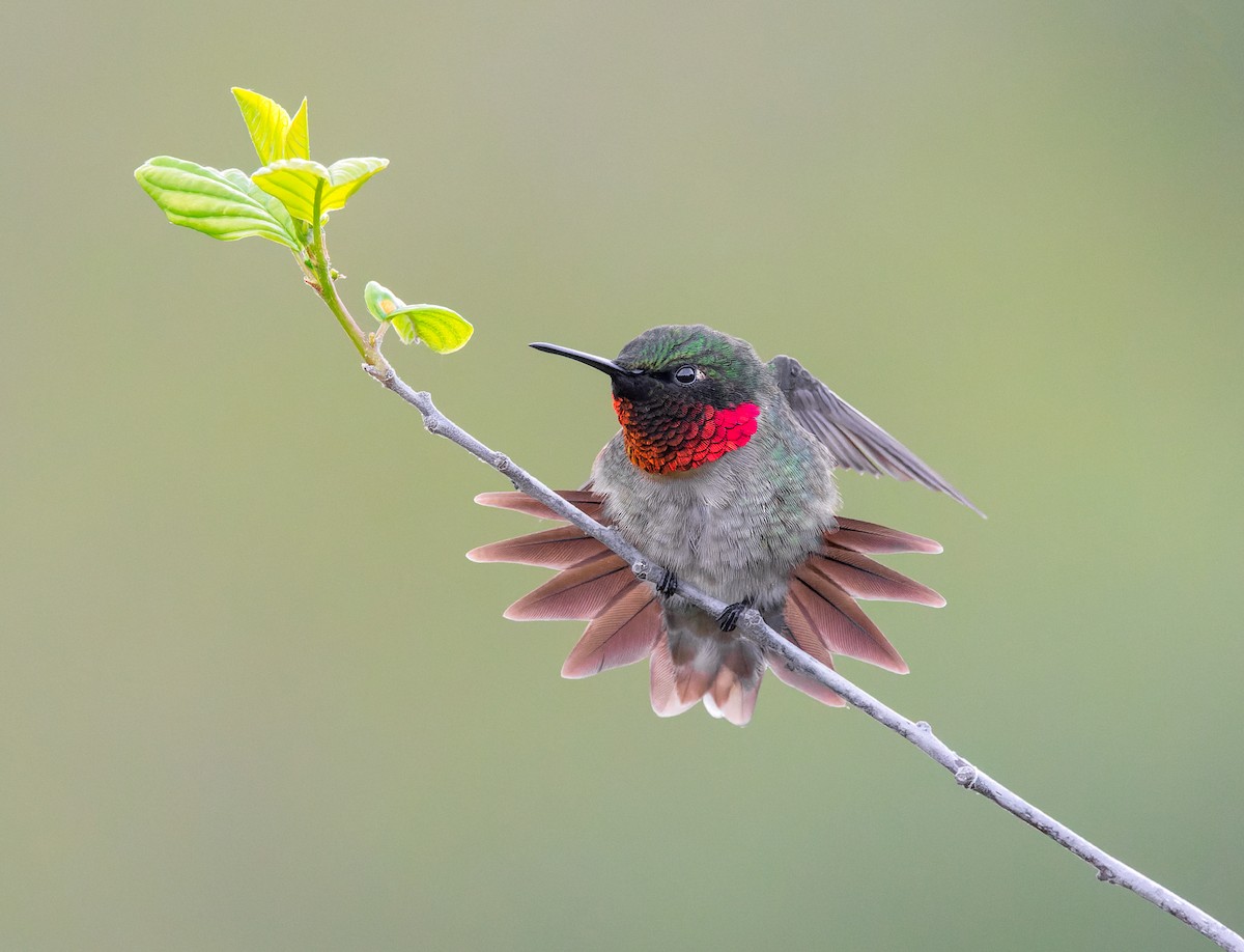 Ruby-throated Hummingbird - ML636227759