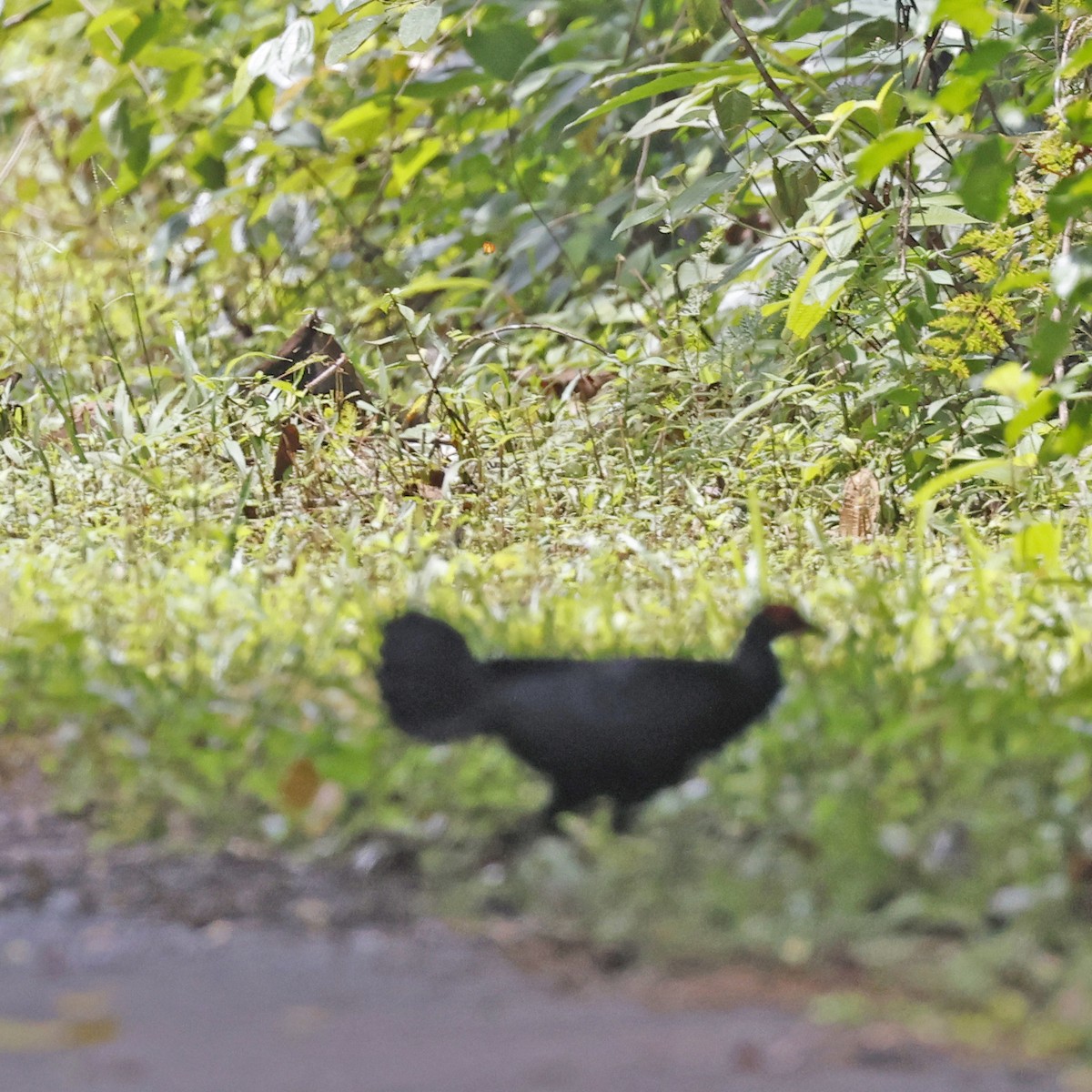 Malayan Crestless Fireback - ML636227798