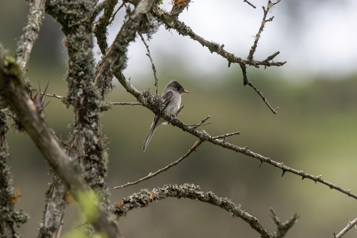Tumbes Pewee - ML636227813
