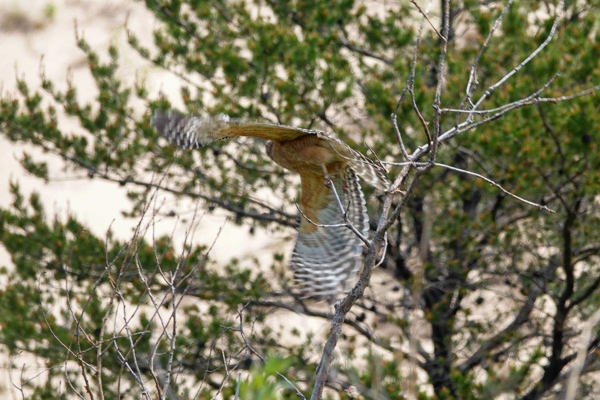 Red-shouldered Hawk - ML636227832