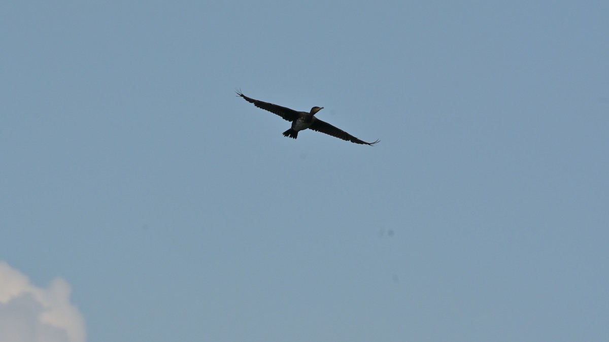 Great Cormorant - ML636227849