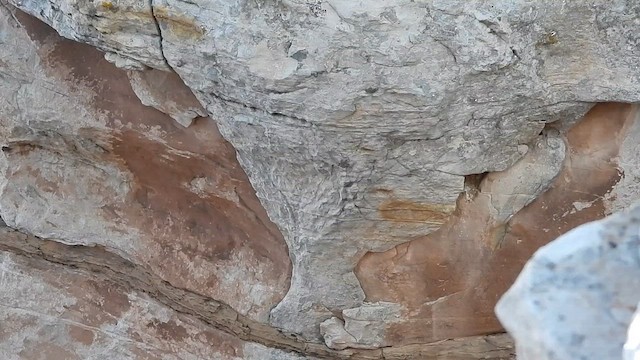 White-throated Swift - ML636227857