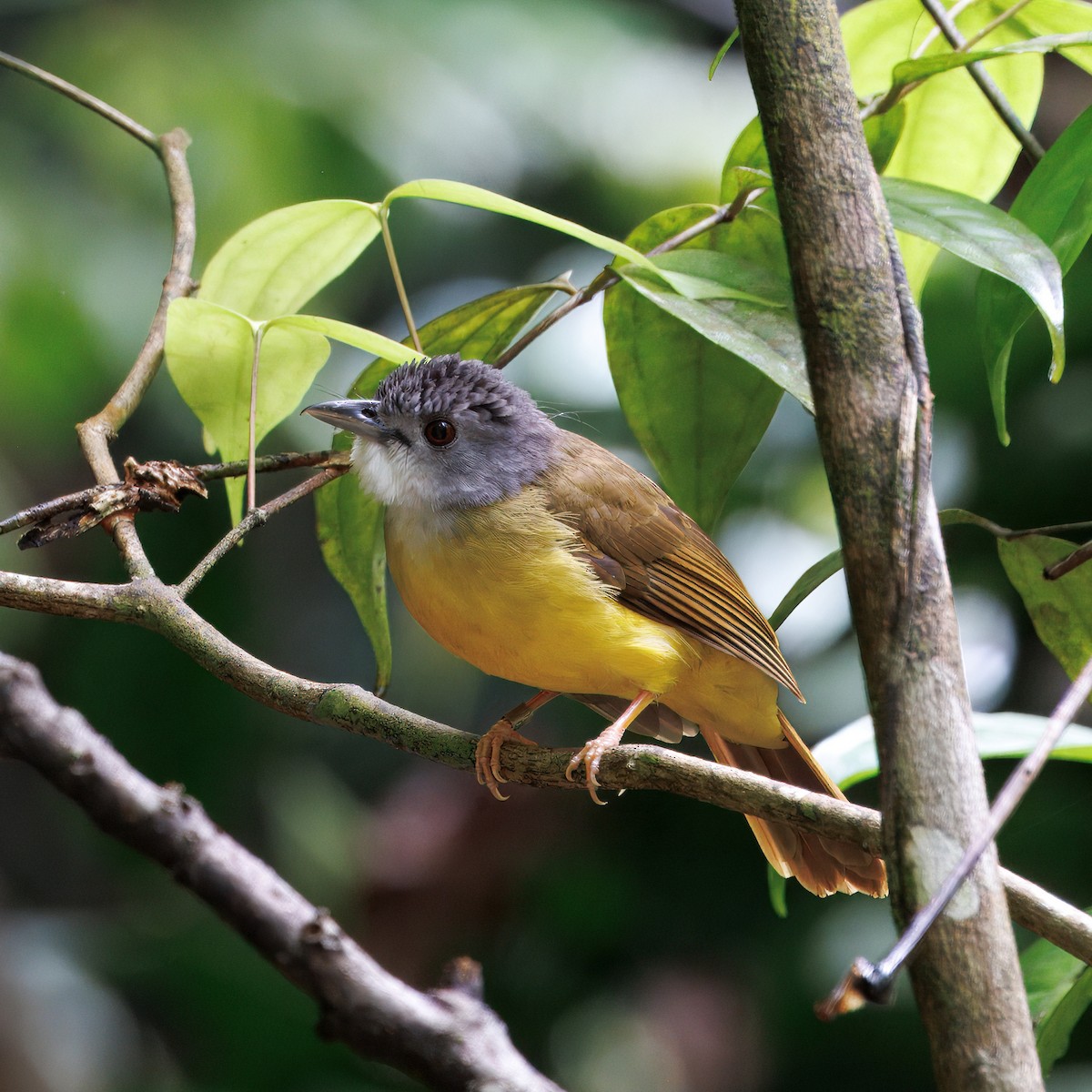 Yellow-bellied Bulbul - ML636227860