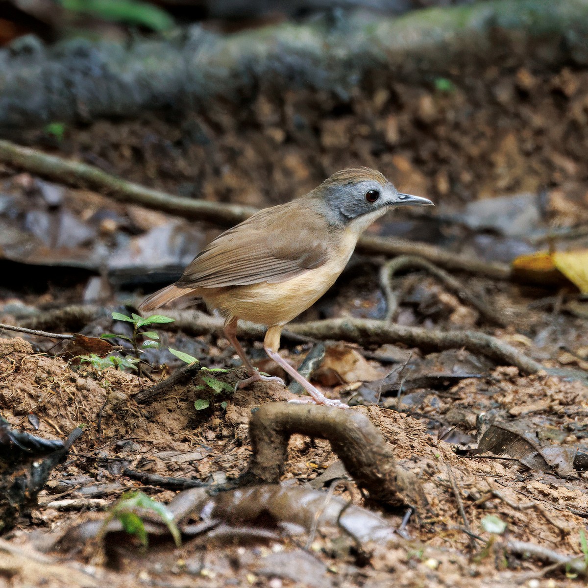 Short-tailed Babbler - ML636227862
