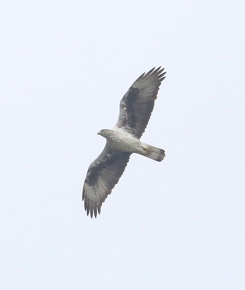 Bonelli's Eagle - ML636227951