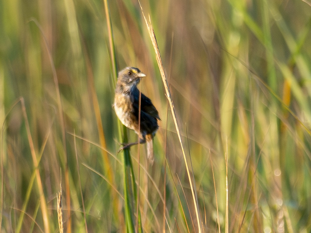 Seaside Sparrow (Atlantic) - ML636228045