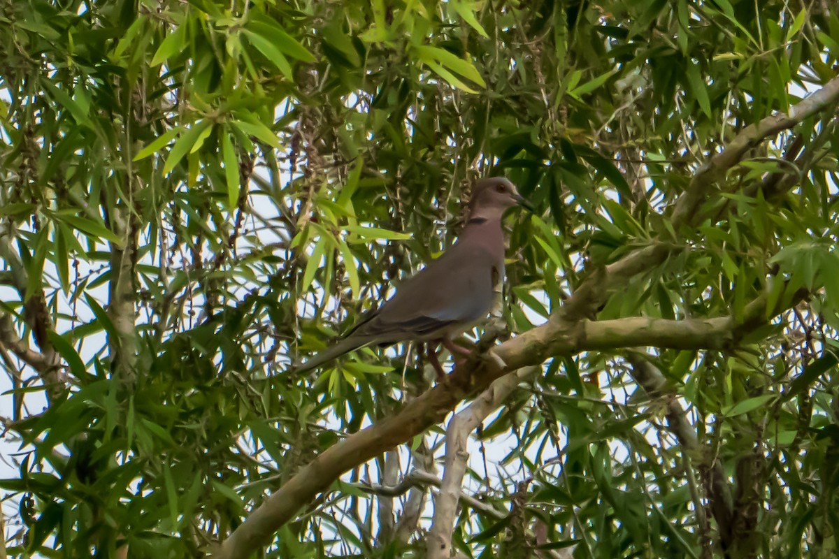 Sunda Collared-Dove - ML636228109