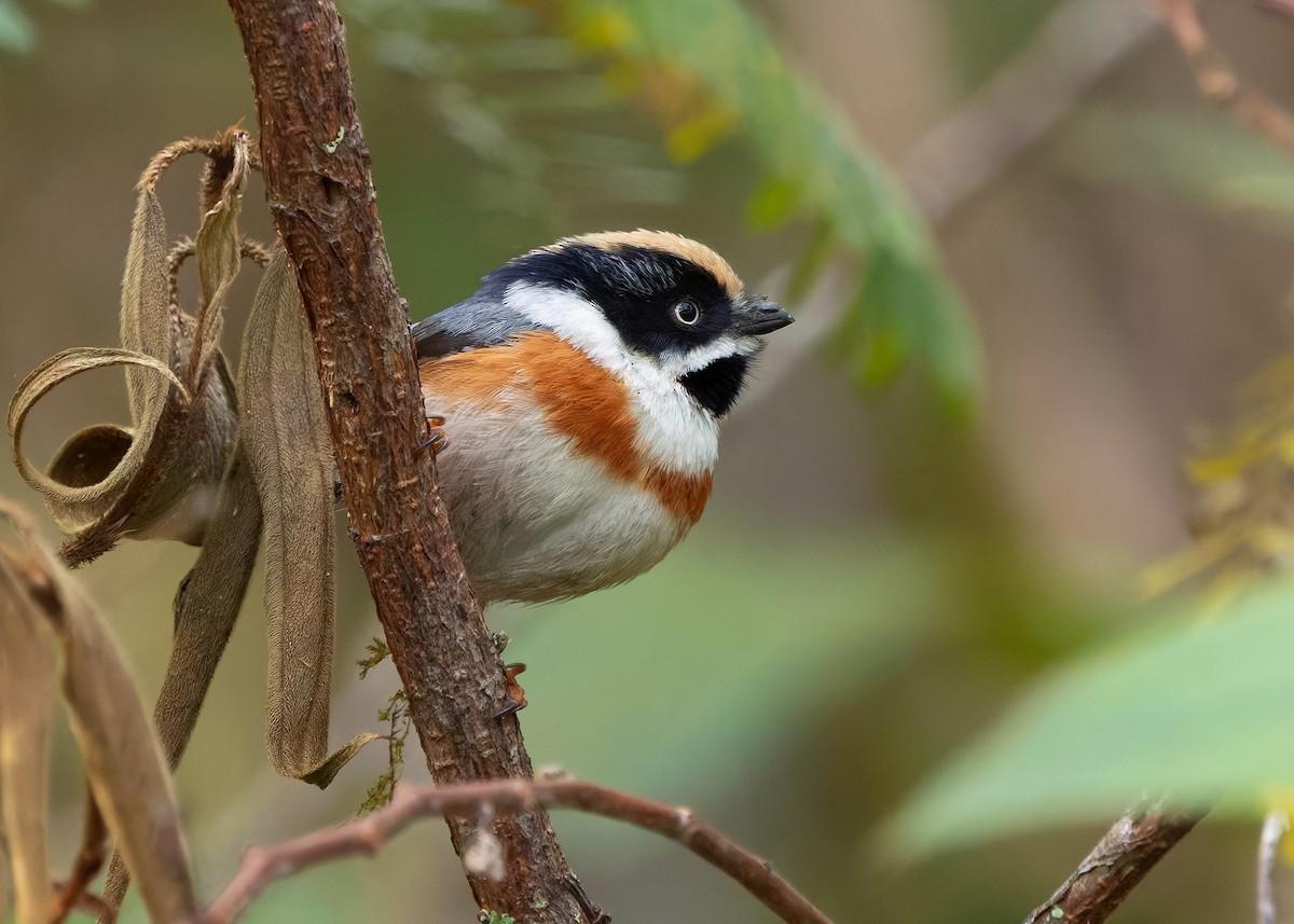 Black-throated Tit (Black-throated) - ML636228288