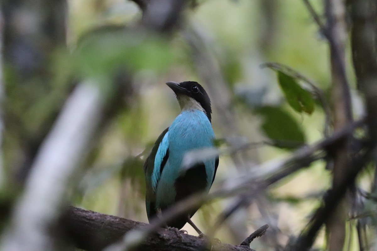 Azure-breasted Pitta - ML636228352