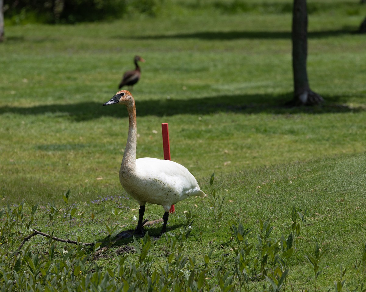 Trumpeter Swan - ML636228421