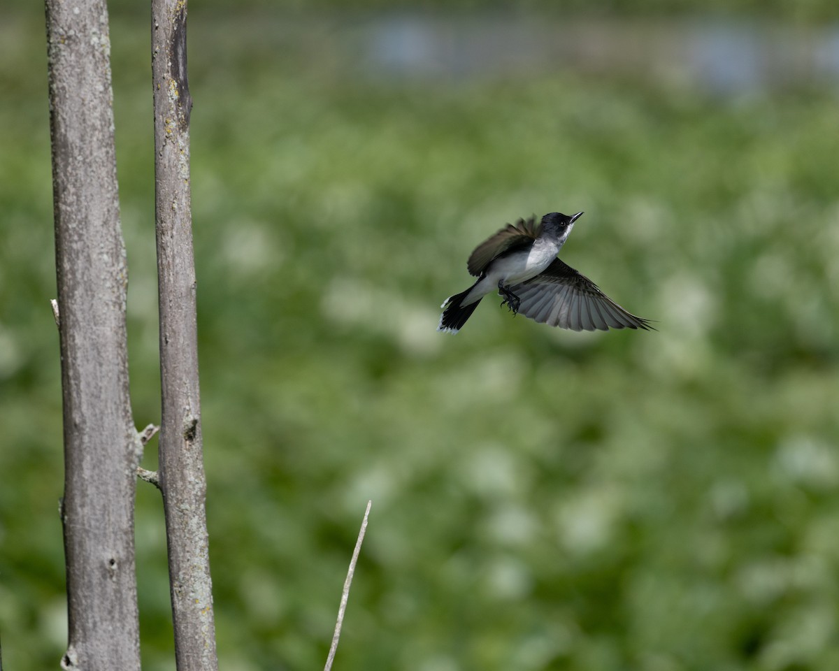 Eastern Kingbird - ML636228449