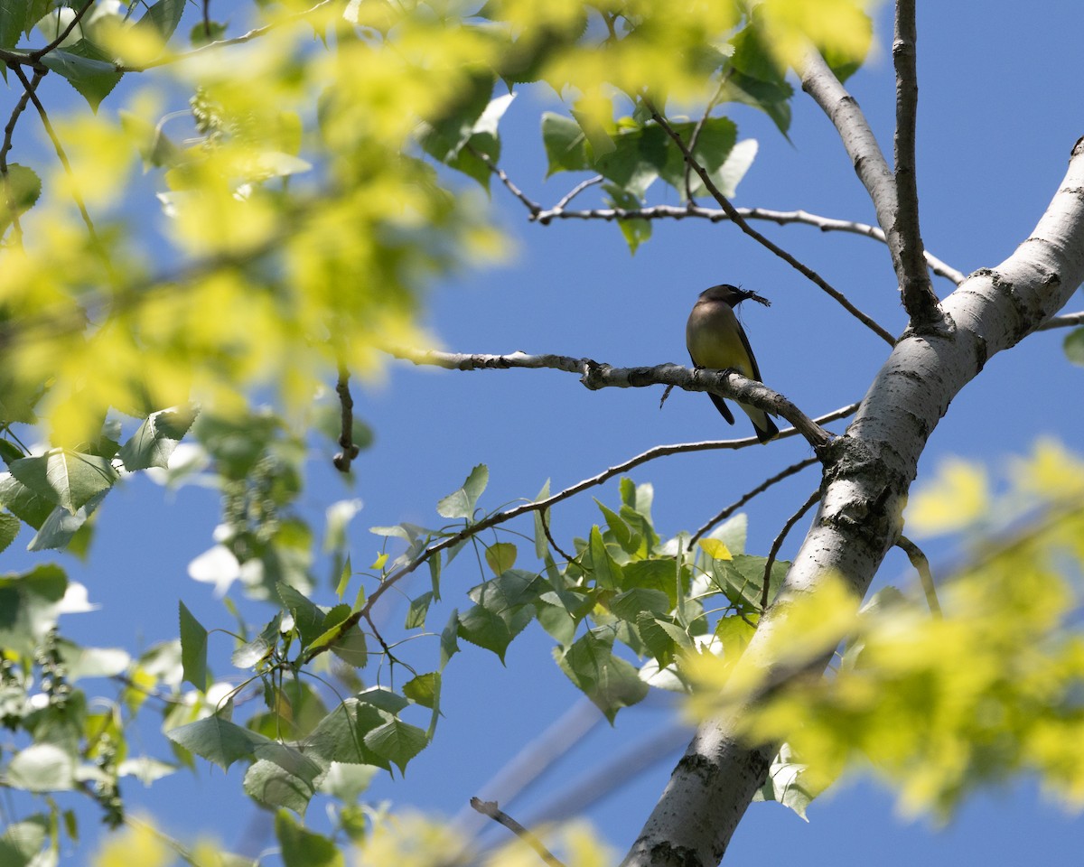 Cedar Waxwing - ML636228540