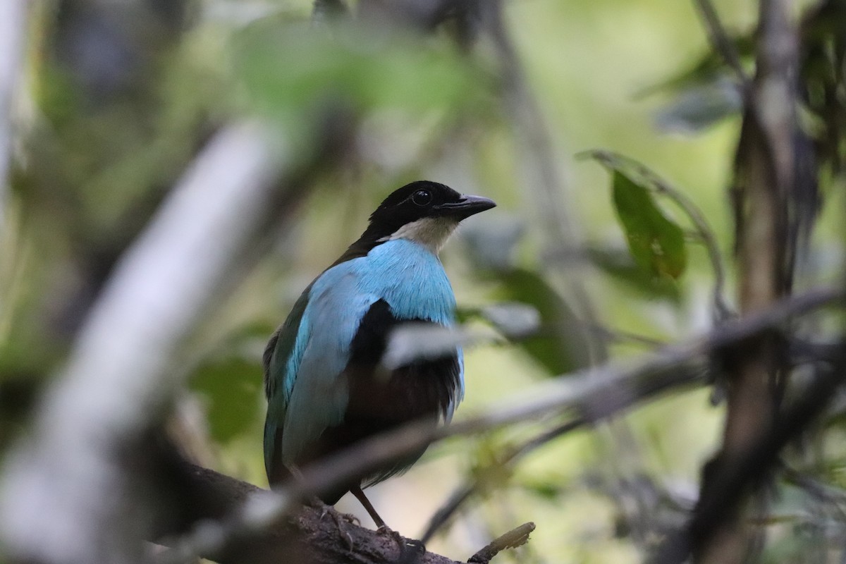 Azure-breasted Pitta - ML636228541