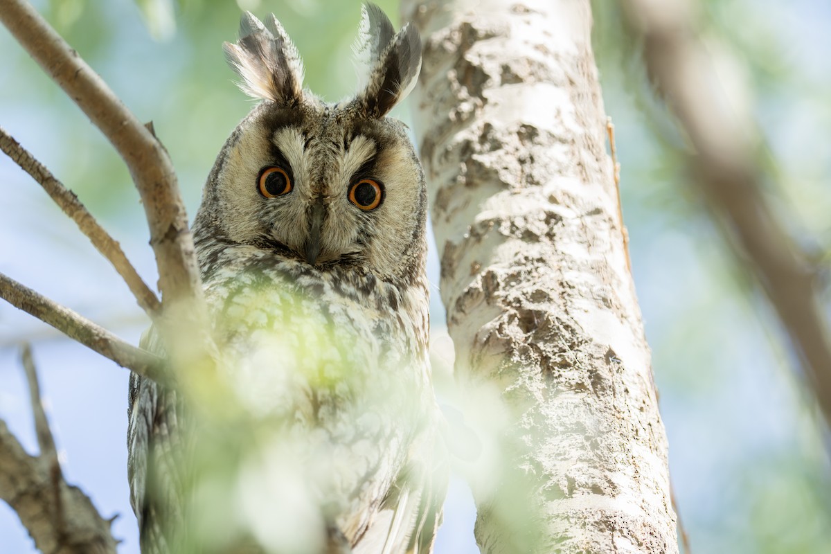 Long-eared Owl - ML636228627