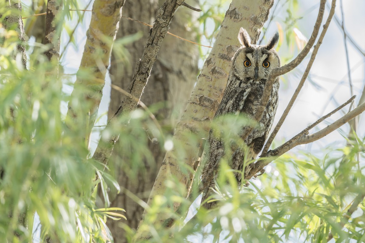 Long-eared Owl - ML636228634