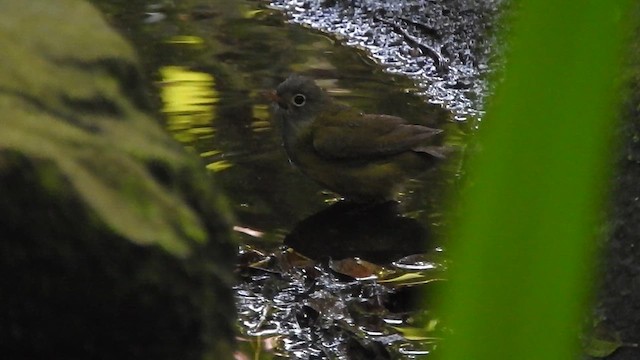 Connecticut Warbler - ML636228648
