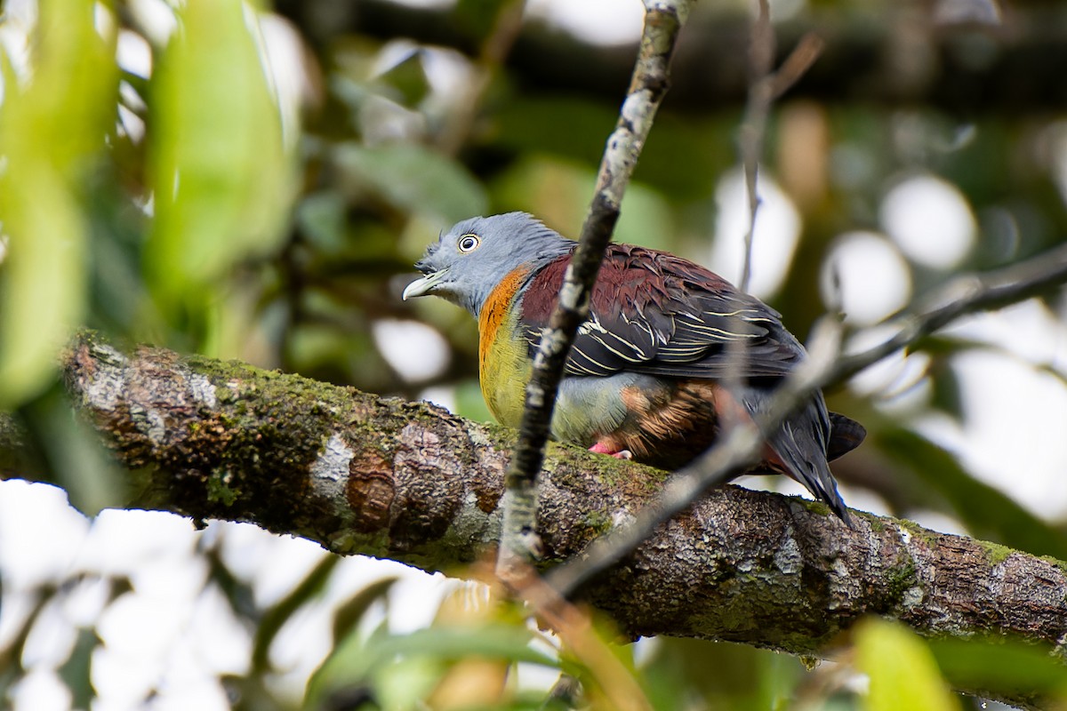 Little Green-Pigeon - ML636228690