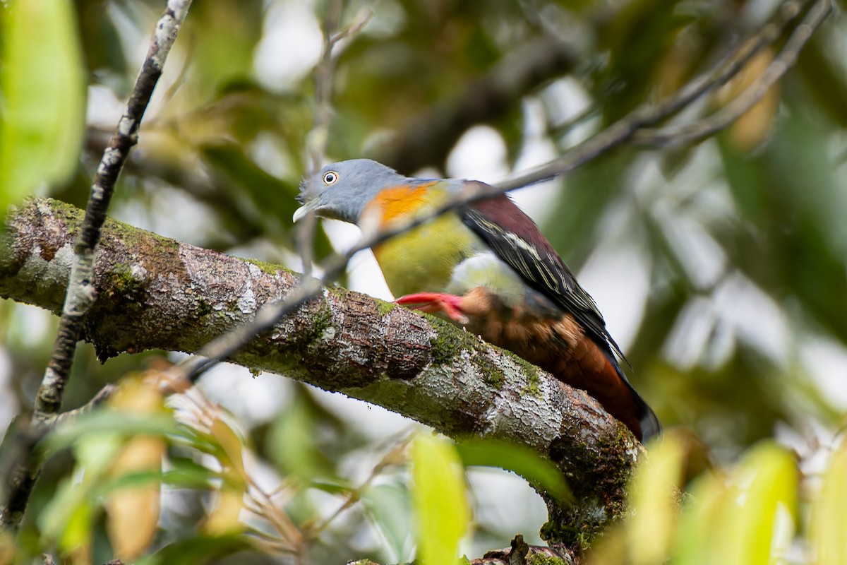 Little Green-Pigeon - ML636228692