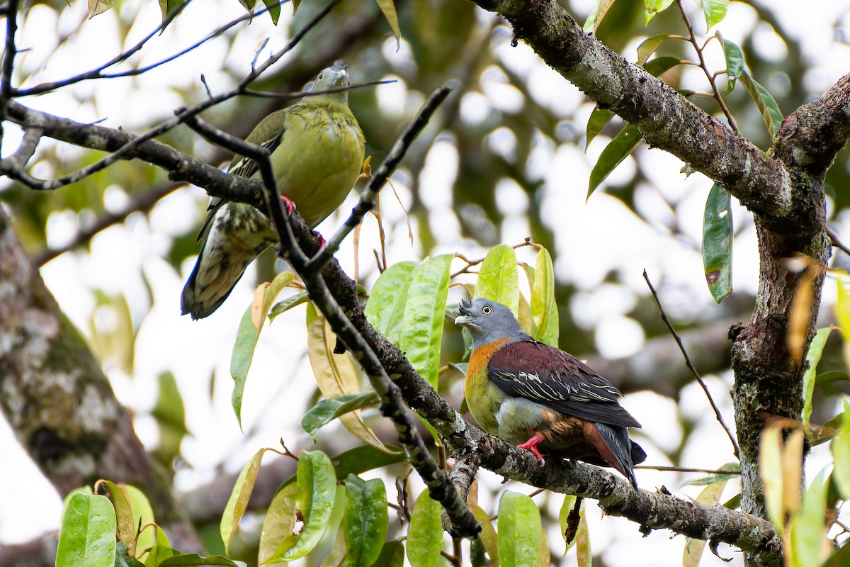 Little Green-Pigeon - ML636228693