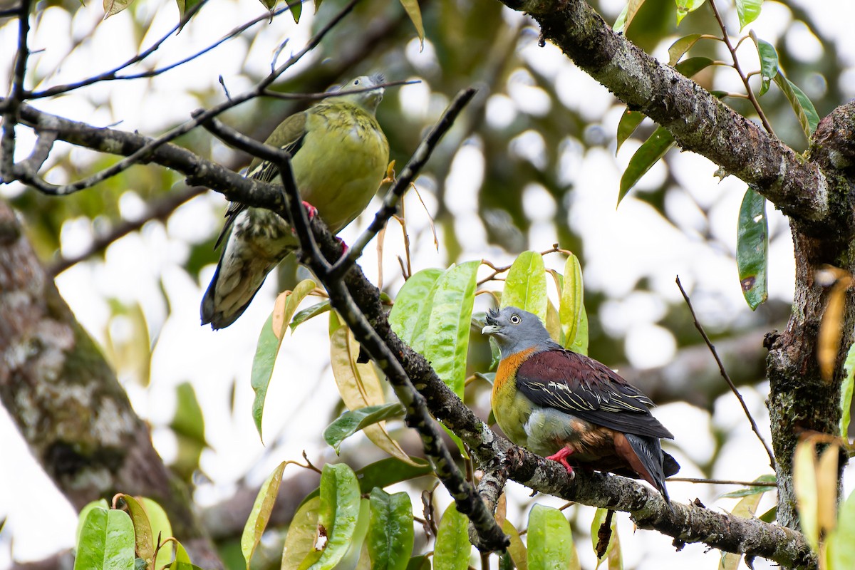 Little Green-Pigeon - ML636228694