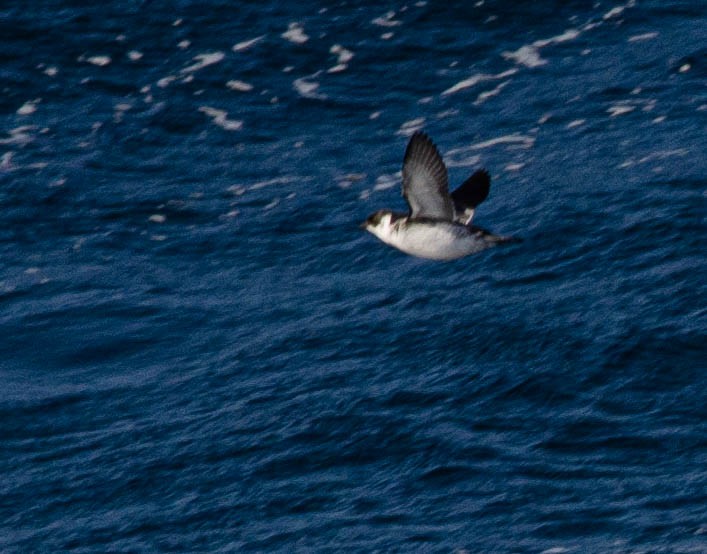 Magellanic Diving-Petrel - ML636228700