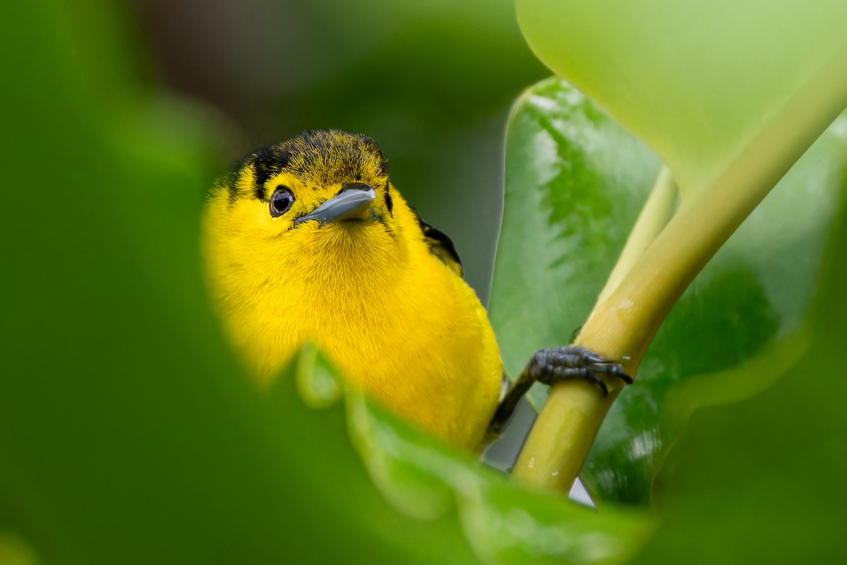 Common Iora - ML636228711