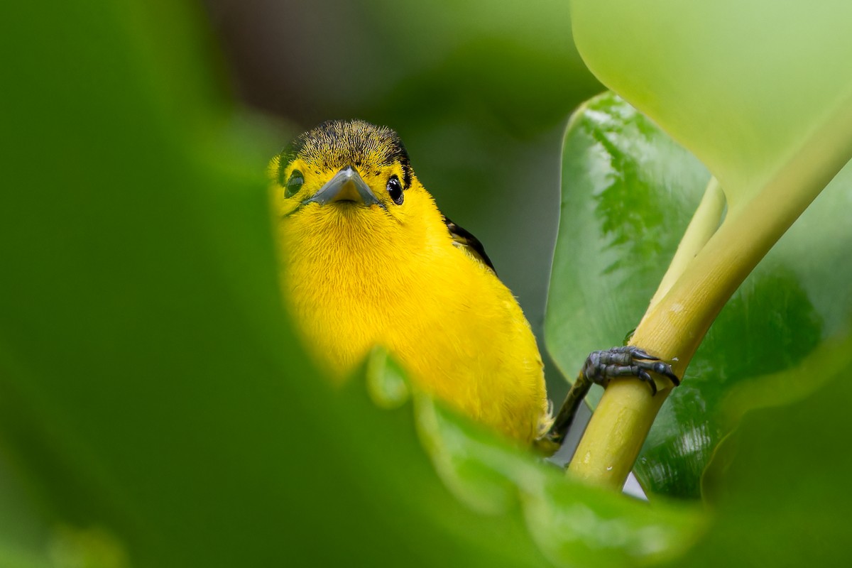 Common Iora - ML636228712