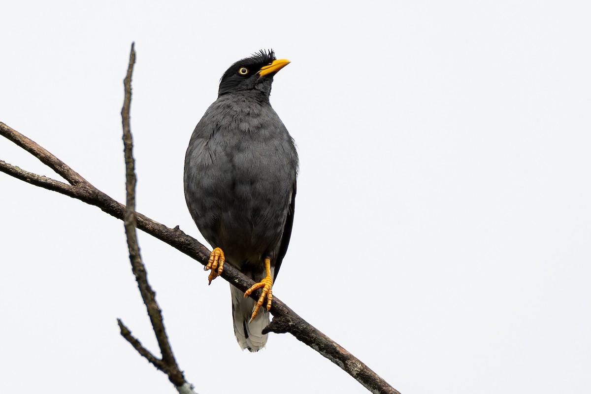 Javan Myna - ML636228728