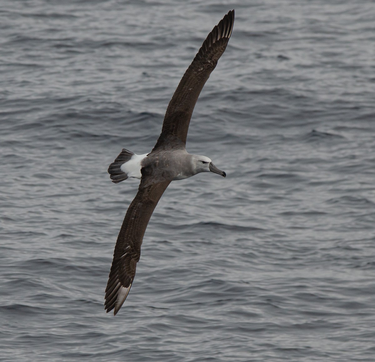 White-capped Albatross - ML636228758