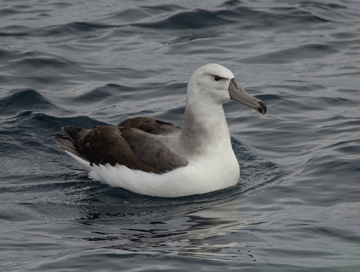 White-capped Albatross - ML636228759