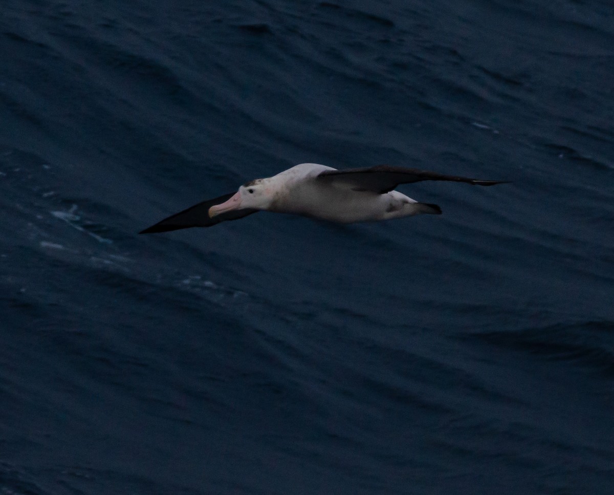Antipodean Albatross - ML636228784