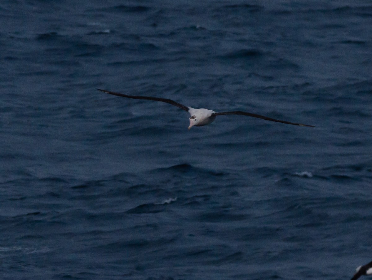 Antipodean Albatross - ML636228785