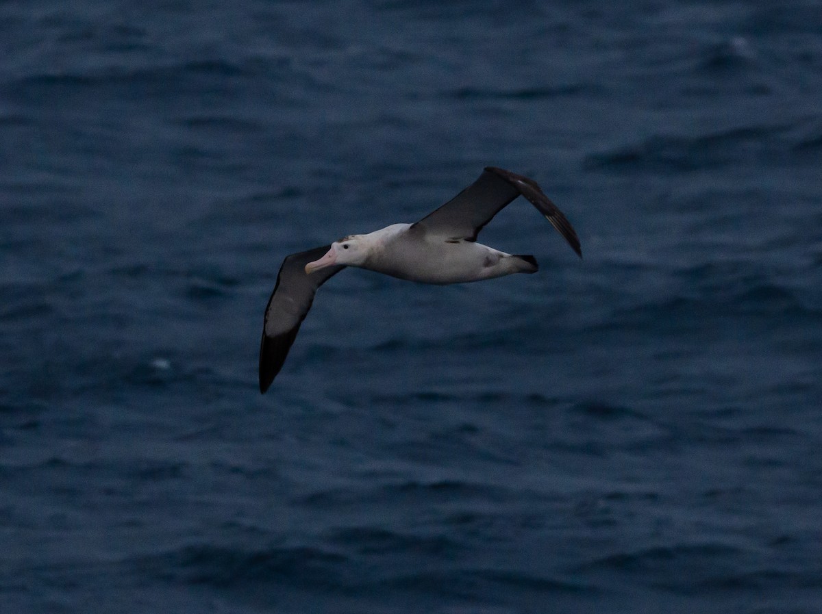 Antipodean Albatross - ML636228786