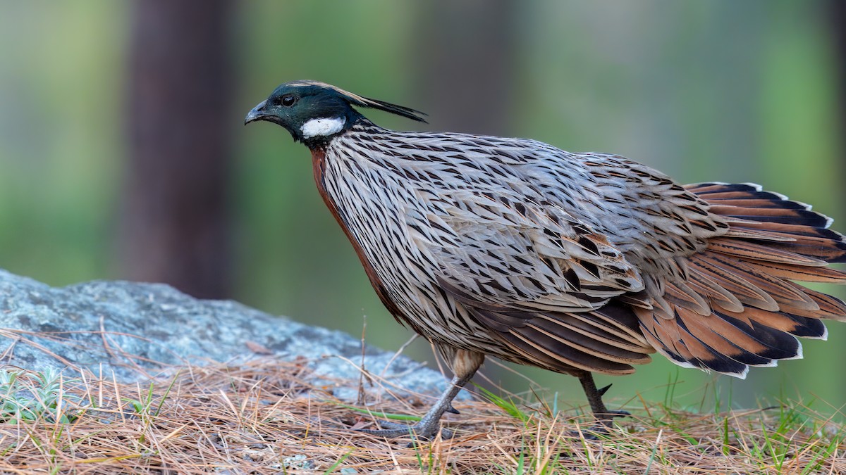 Koklass Pheasant - ML636228802