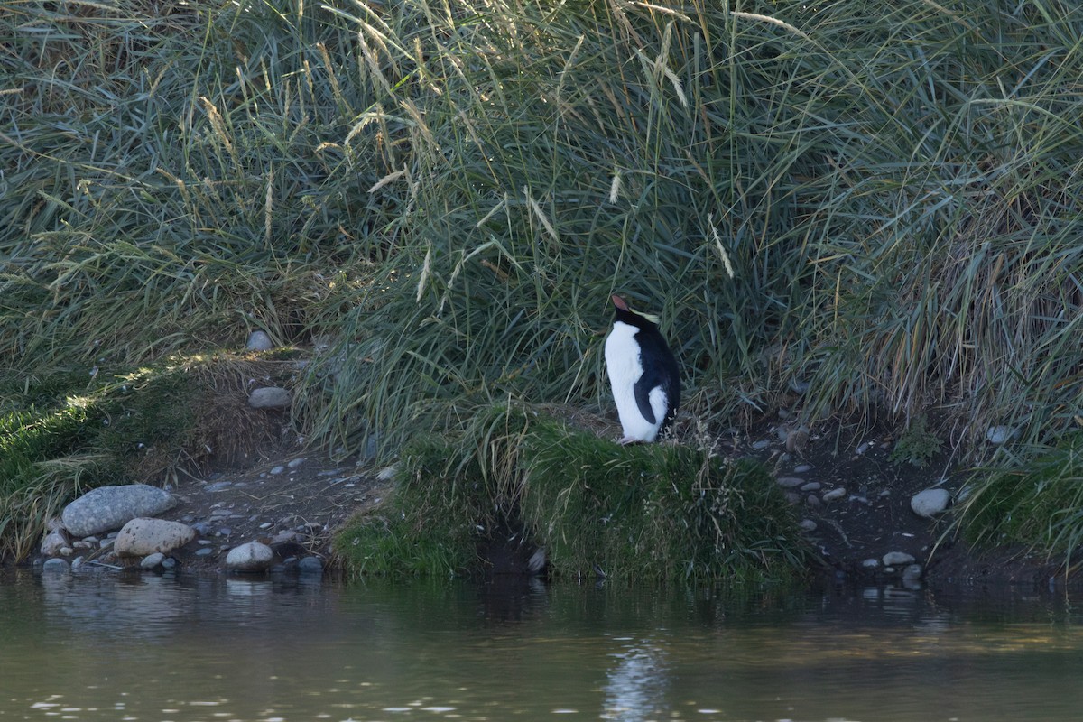 Snares Penguin - ML636228842