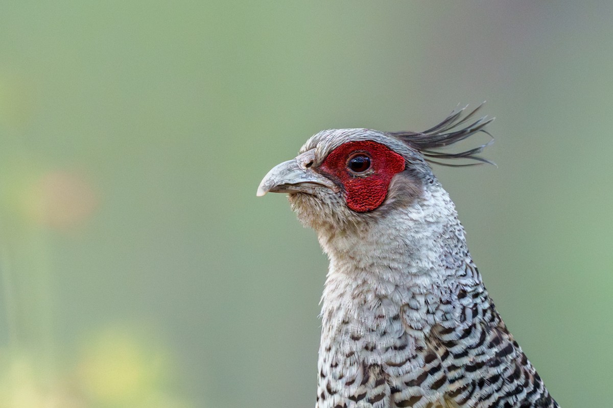 Cheer Pheasant - ML636228851