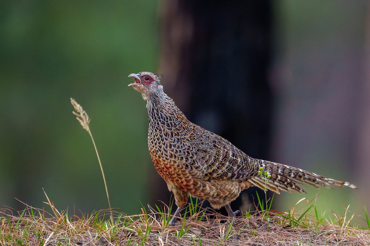 Cheer Pheasant - ML636228852