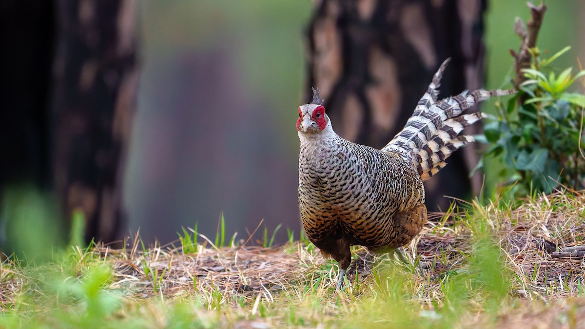 Cheer Pheasant - ML636228853