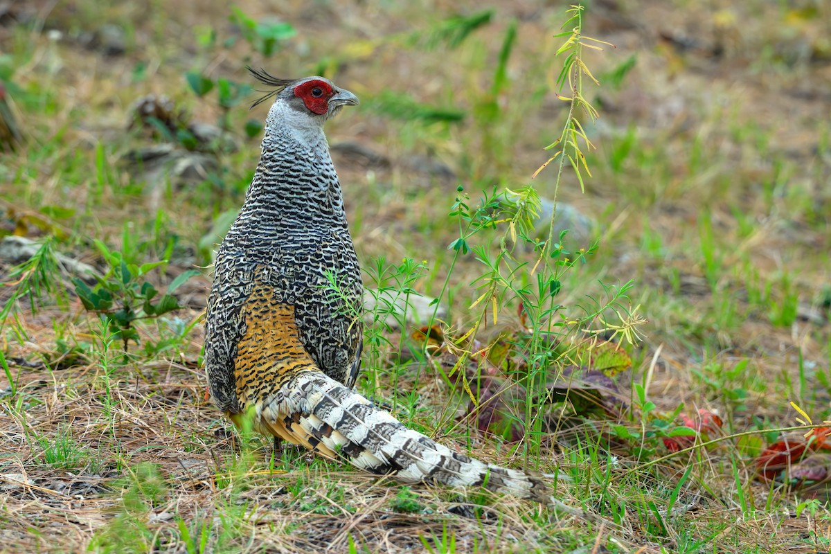 Cheer Pheasant - ML636228854