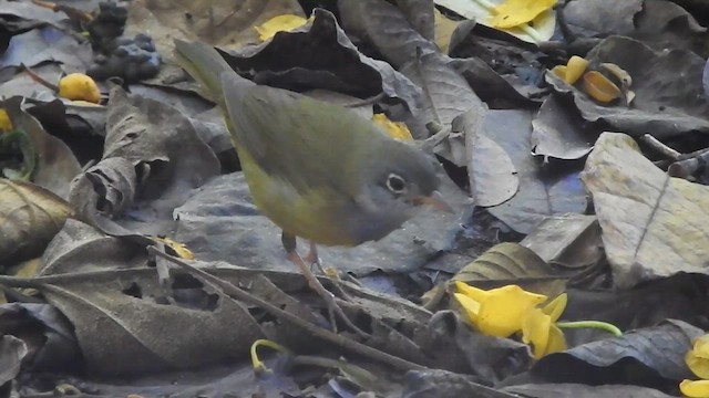Connecticut Warbler - ML636229010
